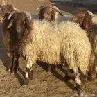 ابوبندر للذبايح نعيمي جبر وهرفي فاخر مع التوصيل