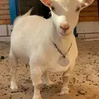 ماعز قزم الماعز القزم انتاج ماعز قزم بيور
