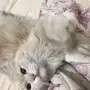 للبيع قطه 