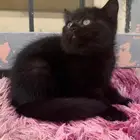 قطط اسكوتش