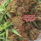 خضير الموسم جديد