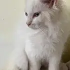 قط شيرازي ذكر