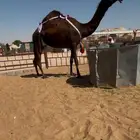 ضروبه فاخره ناقه جمل من عشاير العام