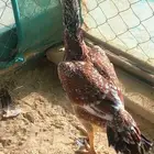 دجاج سندي