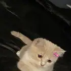 قطط
