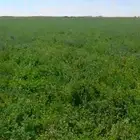 بيع اعلاف تبوك بينبع البحر