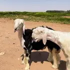 مشروع فحل عيسي صنف