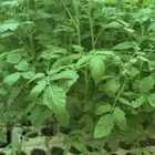 شتلات طماطم