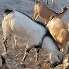 ماعز بنات وعل مع الفحول