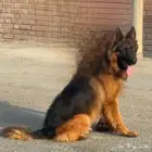 للبيع فحل جيرمن شيبرد لونق هير شولاين