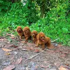 ميني بودل جراء الوان جميلة واسعار حلوة