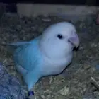 ثلاث روزات طارو مني بحي الوادي