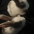 اثنين أرانب ب ألوان بقري نادر ب100