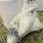 طقم دجاج براهما كلومبي كونك