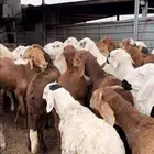 طليان وخرفان سواكني
