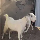 عنز مطفل مطوره خصم
