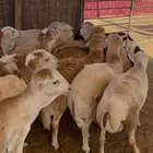 ذبايح رفيدي
