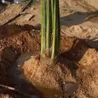 يوجد لدينا جميع انواع النخيل
