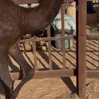 قعود مجهم ساسه مري سلالة حجاب