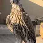 طير حر للبيع