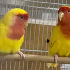 للبيع زوج روز لونق فيذر لاتينو رد فيس دبابه