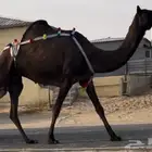 عشرا ثنو
