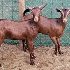 جفار محايلية توم تم البيع