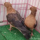 حمام زينة