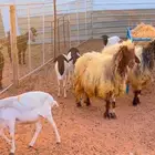 ( تم البيع. )نعيمه طيبه بس كبيره