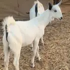 تيوس بيشيه فاخرخ للبيع