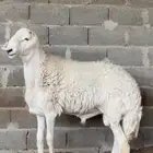 فحل حري طيب