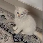 كتن ذكر سكوتش للبيع
