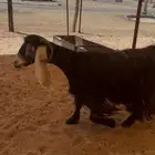 عنز حليب وحليبها وافر