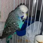 للبيع الجوز انقليزي سينمون