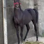مهر عربي ادهم