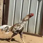 ديك بكستاني