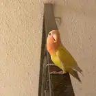 روز رد فيس
