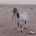 عنز كفووو صنف شرط شرط صحة