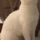 قط سكوتش