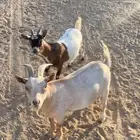 ماعز قزمي