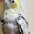 كروان كوكتيل مفقود في أبو عريش