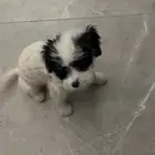 كلب ميني مالتيز للبيع