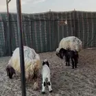 شياه نعيم ولد