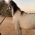 حصان شعبي