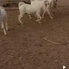 عنز. مطوره. مع بناتها مطوره