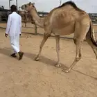 للبيع قعود طوع براسه