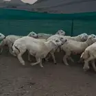 ذباحيح وأضاحي حرية