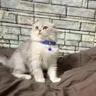 كتين سكوتش فولد