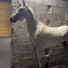 مهرر فاخر
