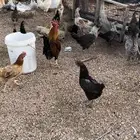 دجاج بلدي
